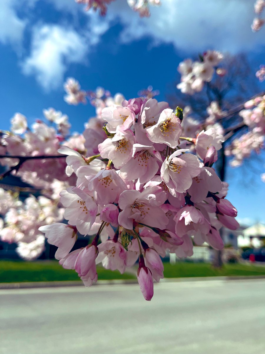 Melissa 🇨🇦 六七儿 tweet media