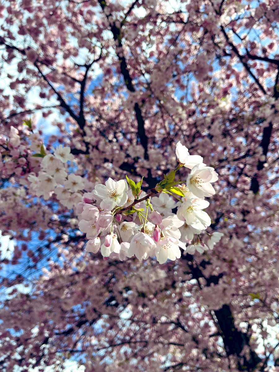 Melissa 🇨🇦 六七儿 tweet media