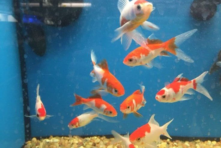 Haelyn౨ৎ🐟🐠🐡 tweet media