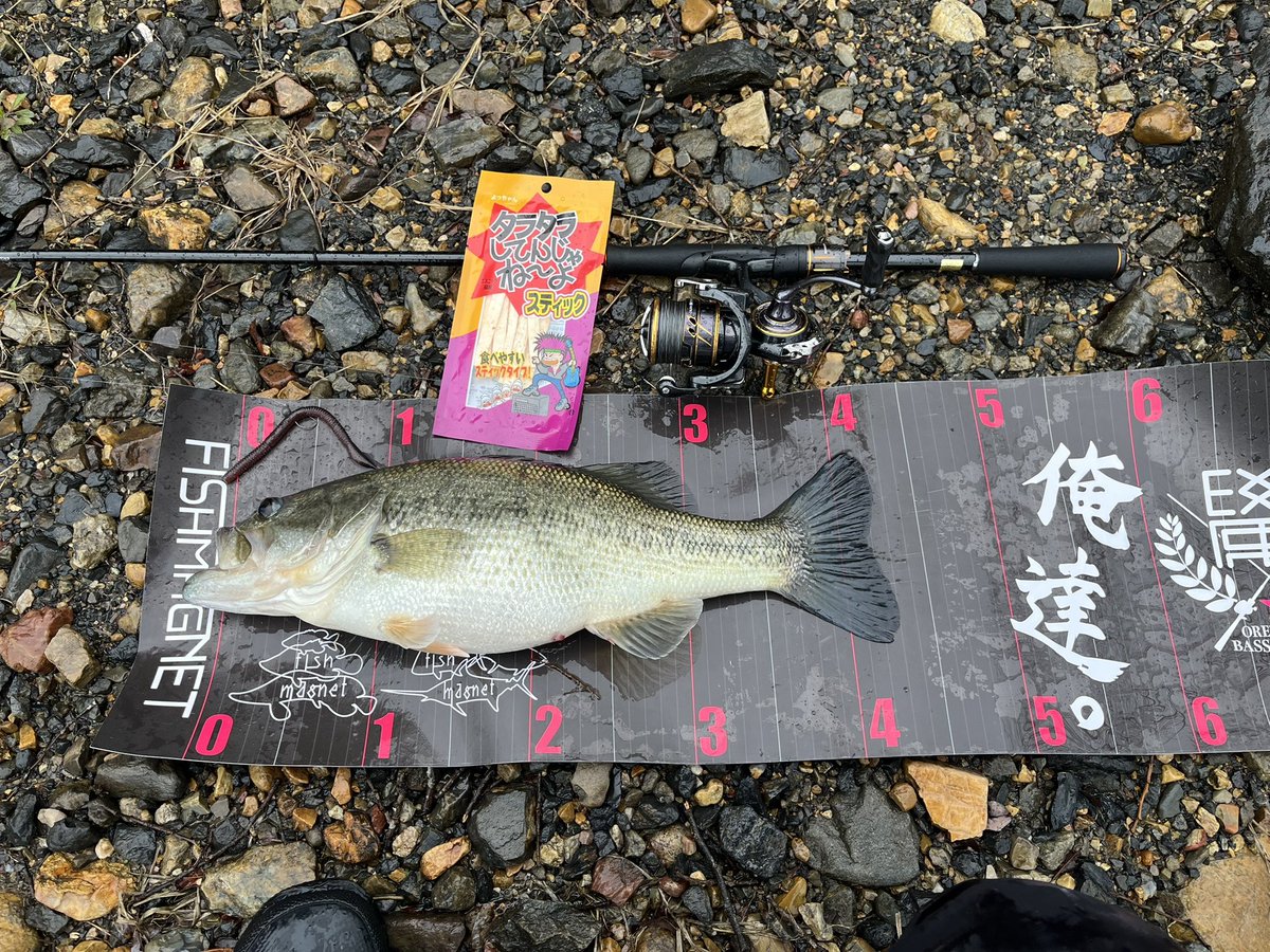 hinoe0901's tweet photo. 入鹿池5回目
マガテールで釣れましたぁ〜
#hatatakuma 
#fishmagnet
#ZAPPU
#マガテールで釣れテール https://t.co/sRKwww5DPH