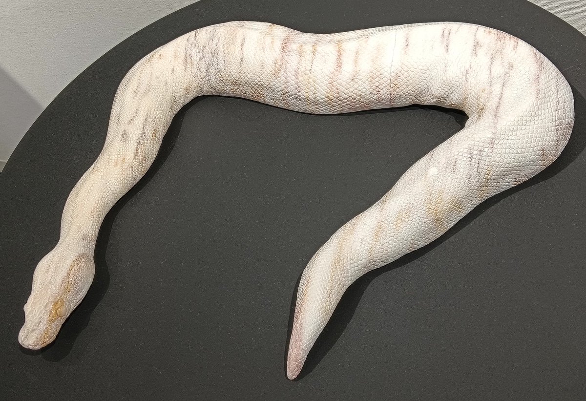 AQUA_SiON's tweet image. 今回の個展のメイン作品🐍✨
曲がった部分のぷにシワの寄り方とか、接地面〜サイドの弛緩した感じとかリアリティのクオリティがスゴい!✨
(どの作品もなのですが、大型の作品は特に!)
🐍飼いも納得の造形ですね♪🤩✨
#佐野藍
#PythonSeries