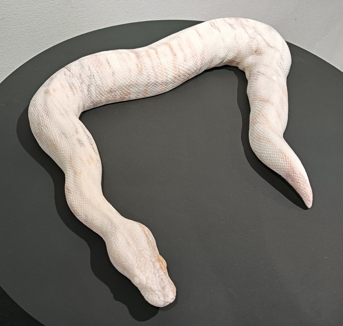 AQUA_SiON's tweet image. 今回の個展のメイン作品🐍✨
曲がった部分のぷにシワの寄り方とか、接地面〜サイドの弛緩した感じとかリアリティのクオリティがスゴい!✨
(どの作品もなのですが、大型の作品は特に!)
🐍飼いも納得の造形ですね♪🤩✨
#佐野藍
#PythonSeries