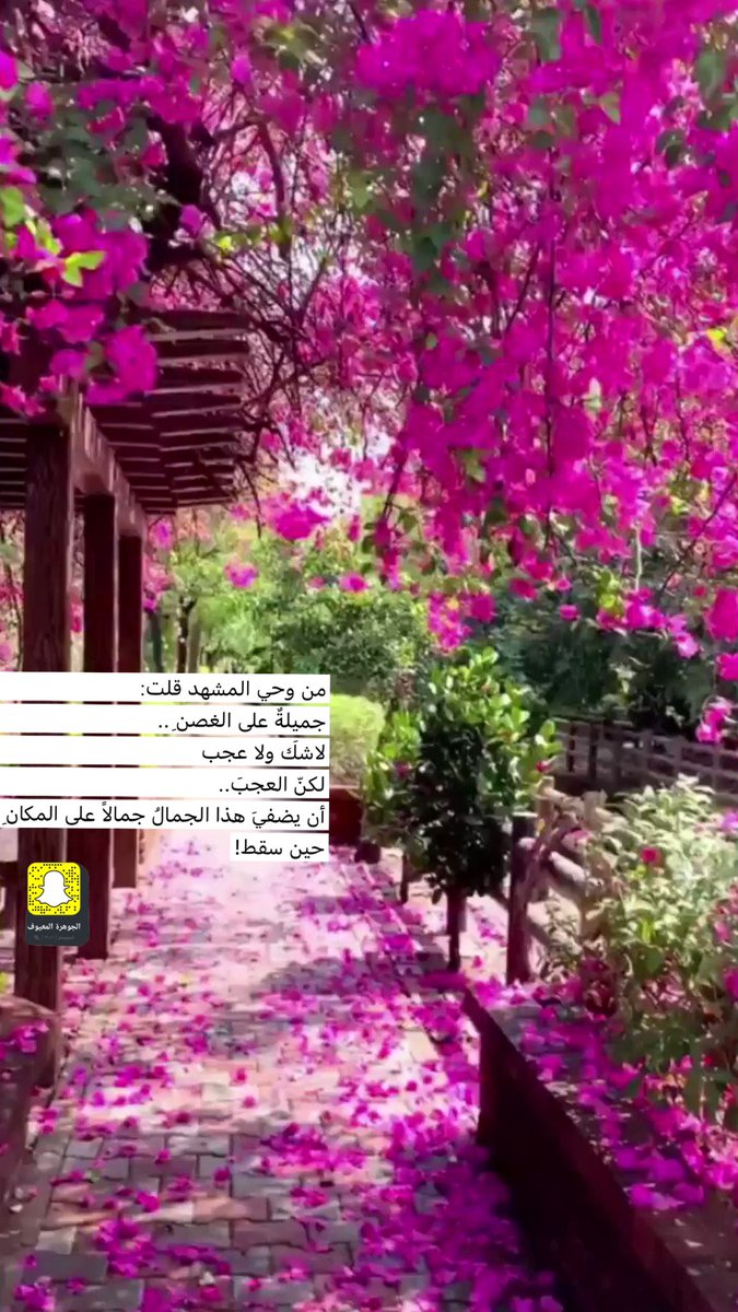 jmayouf's tweet photo. من وحي المشهد قلت:
جميلةٌ على الغصنِ ..
لاشكَ ولا عجب
لكنّ العجبَ..
أن يضفيَ هذا الجمالُ جمالاً على المكانِ 
حين سقط!

صباحكم جمال وسعادة #صباح_الخير https://t.co/5OASTm0uGP
