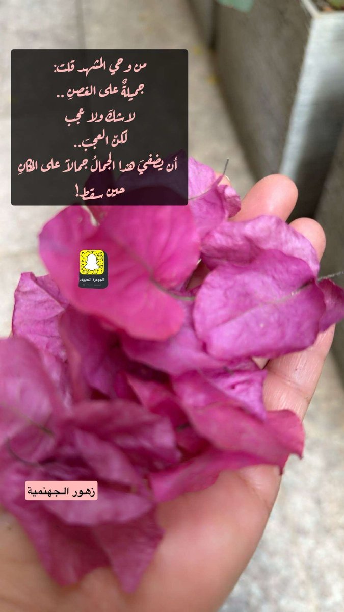 jmayouf's tweet photo. من وحي المشهد قلت:
جميلةٌ على الغصنِ ..
لاشكَ ولا عجب
لكنّ العجبَ..
أن يضفيَ هذا الجمالُ جمالاً على المكانِ 
حين سقط!

صباحكم جمال وسعادة #صباح_الخير https://t.co/5OASTm0uGP