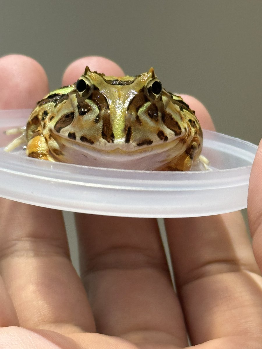 Miamimmmm's tweet photo. @WTpacmanfrogs 私の角蛙たちにとても興味があり、卸売りで購入したいのですが、連絡先と住所を残していただけますか。 https://t.co/va1YUxoSKC