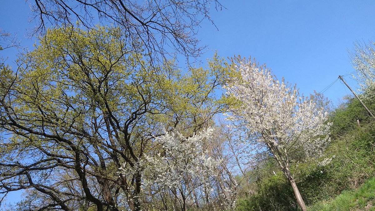 lufabom's tweet photo. 🚴‍♀️☀️💚☕️🌳🚲🌲😊🥰🚴‍♀️

es war ein wundertoller tag gestern..

ich hab die radelrunde sehr genossen .. auch wenns mir schon fast zu warm war.. der wald bot immer wieder schatten und der fahrtwind tat gut..

hab euch ein paar fotos mitgebracht..

#radfahrt
#wachtberg
#obstplantagen https://t.co/Syx9Q2YxFo