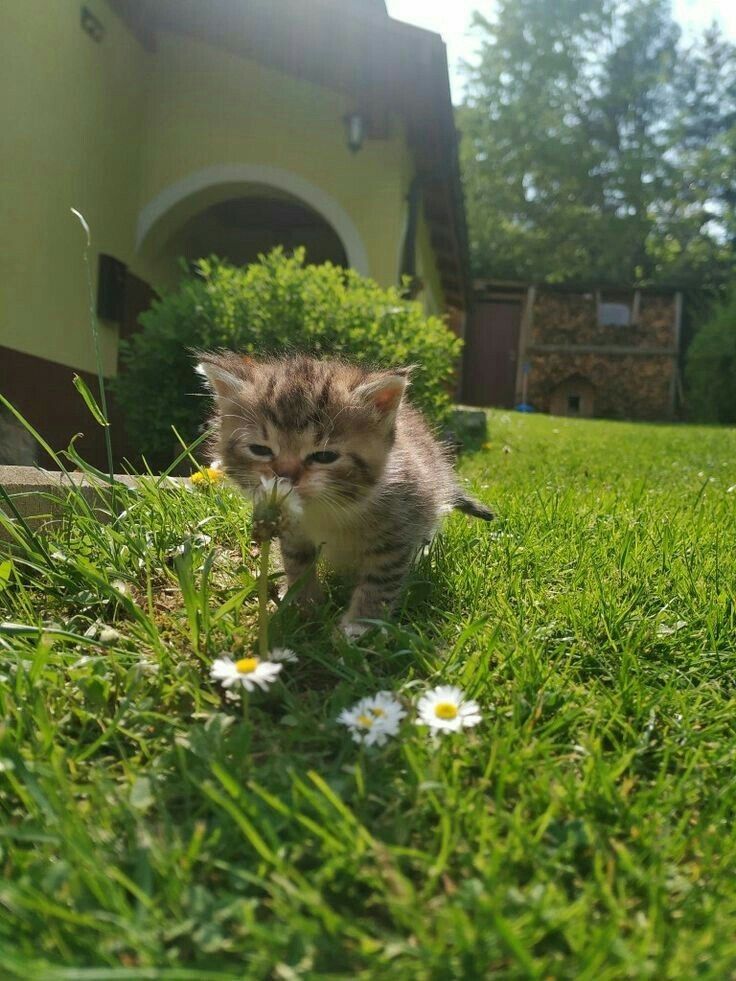 Why you should have a cat (@shouldhavecat) on Twitter photo 