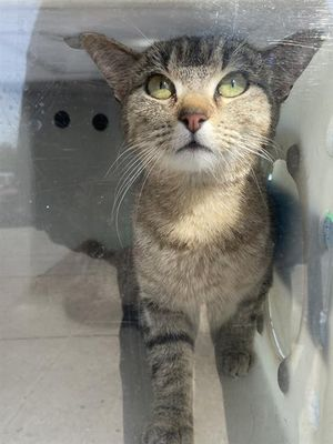 PeterAskin1's tweet photo. "Hershey" in #DallasTX cries out for aid
& who may die on 04/14 I'm afraid!
They must amputate her hind leg & that's a fact
this lovely & sweet girl tabby cat!
To adopt or foster would be good
or pledge for rescue if you could!
Tag @Suspense4568 with pledges!
LAST CALL! 🙏
https://t.co/RUifcQlXS1