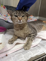PeterAskin1's tweet photo. "Hershey" in #DallasTX cries out for aid
& who may die on 04/14 I'm afraid!
They must amputate her hind leg & that's a fact
this lovely & sweet girl tabby cat!
To adopt or foster would be good
or pledge for rescue if you could!
Tag @Suspense4568 with pledges!
LAST CALL! 🙏
https://t.co/RUifcQlXS1