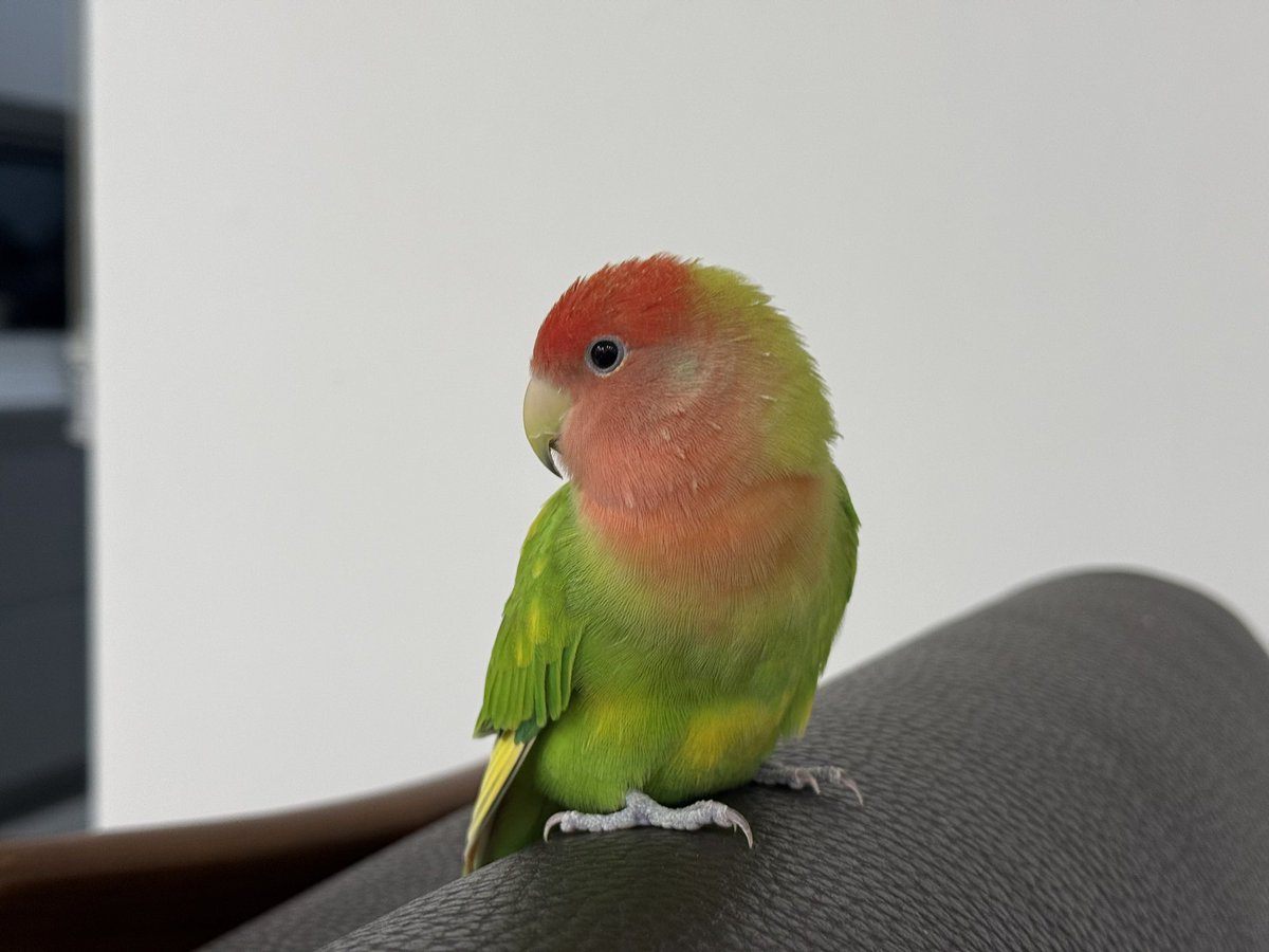 진짜 뜬금없이 아빠 껌딱지가 돼서 아빠 없으면 버림받은 새처럼 쇼파 위에서 이러고 있움 
야진짜어이없다어떻게사랑이변하니나도아는척좀해줘