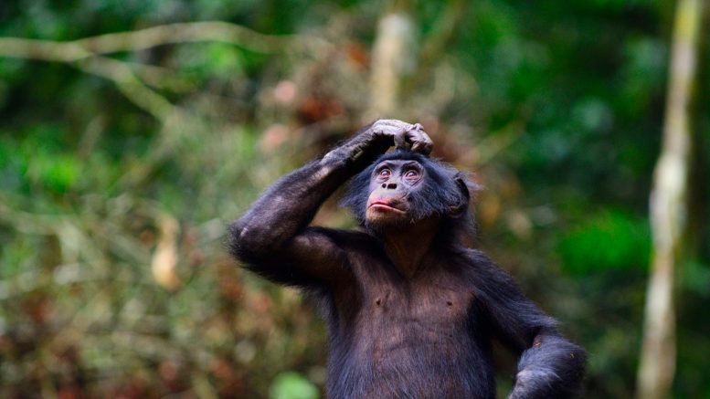 MarioNawfal's tweet photo. APES ARE BASICALLY SPEAKING… AND HUMANS AREN’T THAT SPECIAL ANYMORE

So, bonobos—those chill, drama-free cousins of chimps—have been secretly using phrases like it’s no big deal.

Scientists just decoded their jungle talk and realized they’re not just screaming into the void. 

They’re combining sounds to say stuff, kinda like how we do with words. 

Yep, monkey grammar is real.

Turns out, language might not be our exclusive human superpower. 

Bonobos were out here chatting it up 7 million years ago while we were still figuring out fire.

Source: SciTechDaily