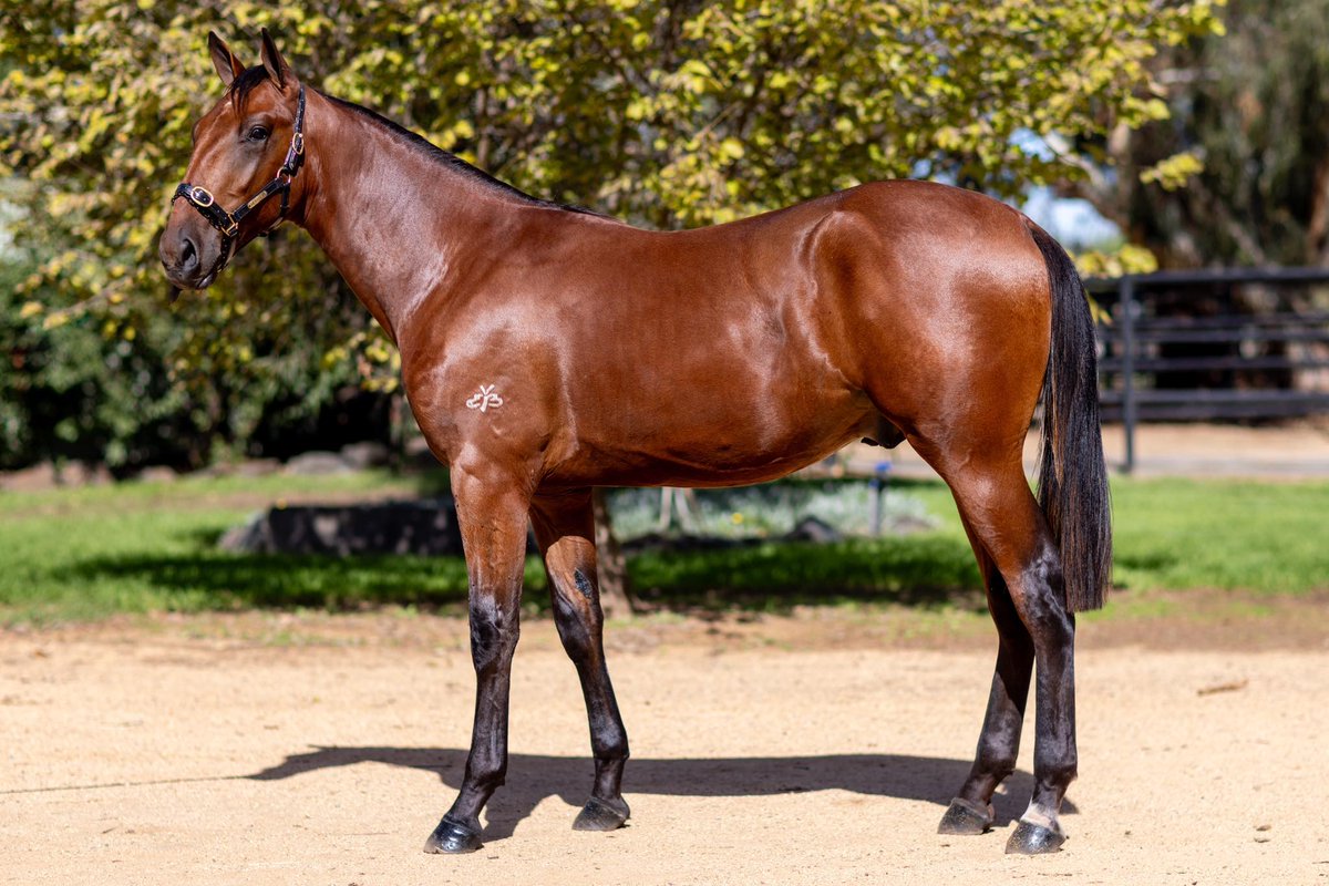 BenstudStandardbreds (@benstuds) on Twitter photo SOLD for $45,000 at the Melbourne <a href="/NutrienEquineSB/">Nutrien Equine Standardbred</a> Standardbred Sale.
Lot 334 Angel of Arts - Captaintreacherous colt.
He will be heading North and joining the Seymour Racing group, good luck to all involved. SOLD for $45,000 at the Melbourne <a href="/NutrienEquineSB/">Nutrien Equine Standardbred</a> Standardbred Sale.
Lot 334 Angel of Arts - Captaintreacherous colt.
He will be heading North and joining the Seymour Racing group, good luck to all involved.