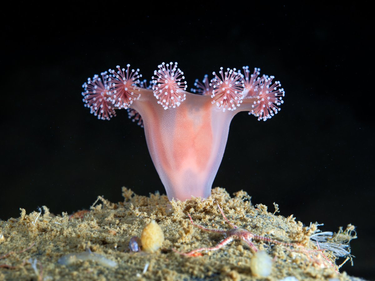 Another staurozoan jellyfish, Lucernaria sainthilairei. Soft and tiny carnivorous creature hiding in the dark under the thermocline.