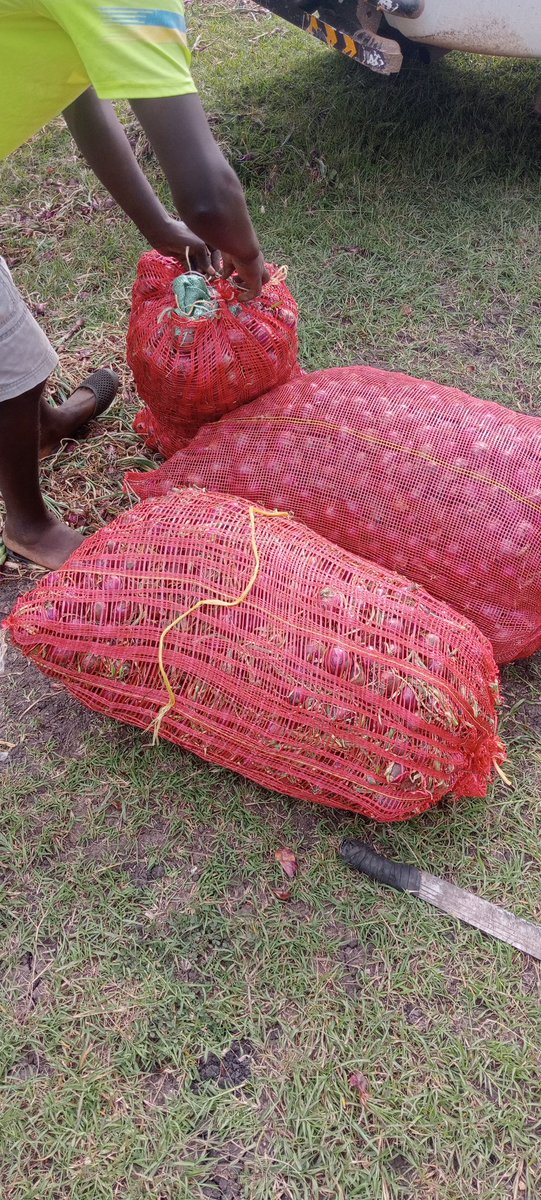 oso2797's tweet photo. Harvested 
@nashipae_2548 
@IrriHub 
@synnefa_KE https://t.co/BtWnjQVD2M