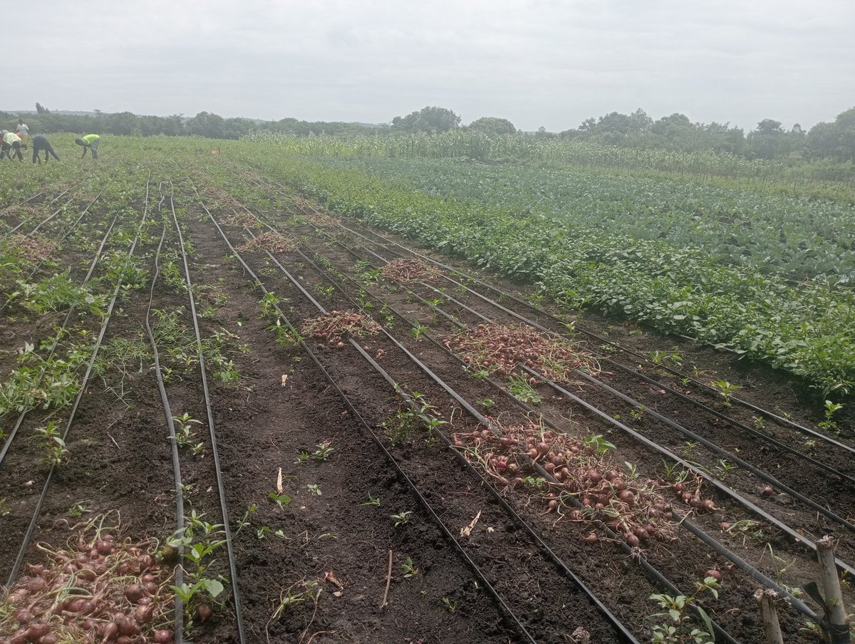 oso2797's tweet photo. Harvested 
@nashipae_2548 
@IrriHub 
@synnefa_KE https://t.co/BtWnjQVD2M