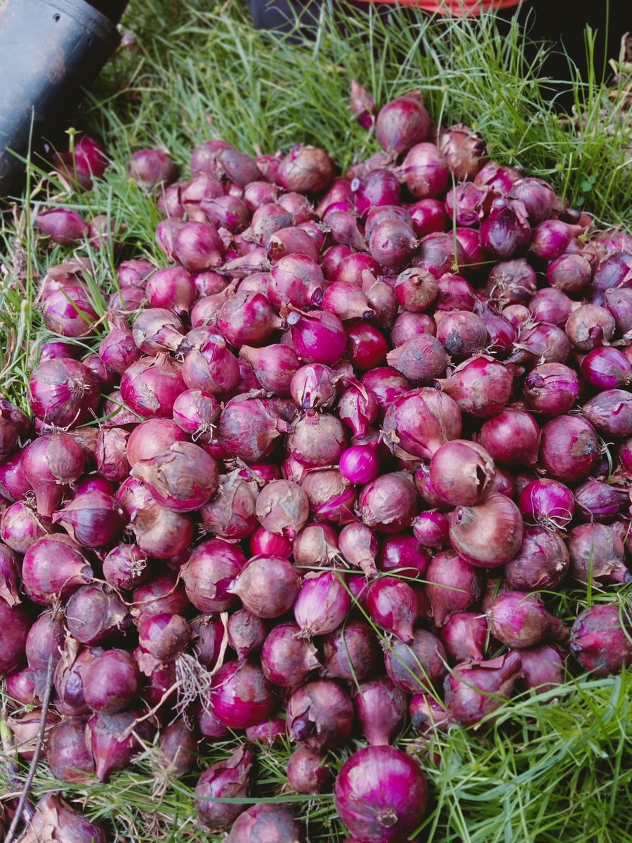 oso2797's tweet photo. Harvested 
@nashipae_2548 
@IrriHub 
@synnefa_KE https://t.co/BtWnjQVD2M