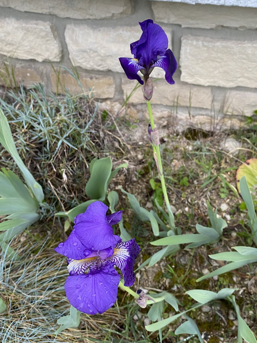 G27Marco's tweet photo. Nous en parlions cette semaine #eclosion au #jardin les premiers #iris #fleur #nature #botanique https://t.co/I0uqSTfH2r