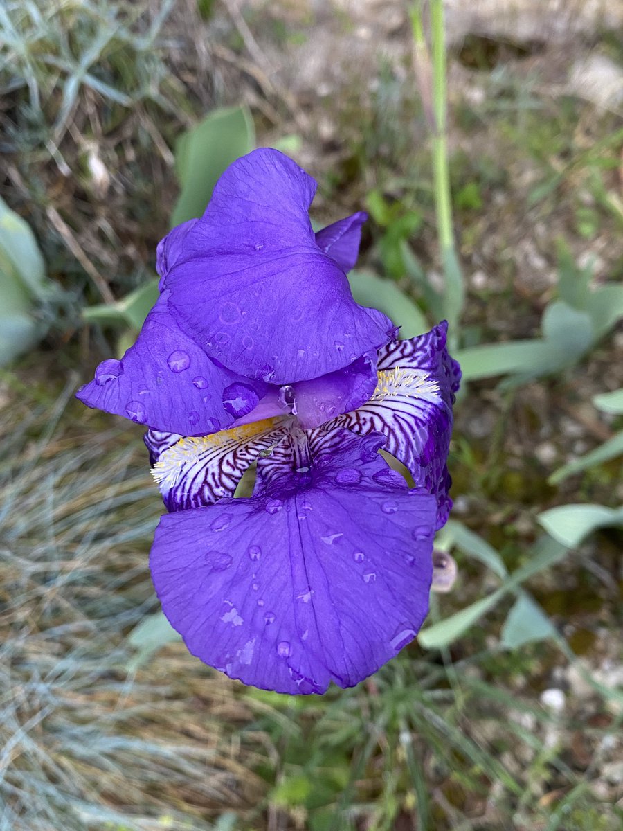 G27Marco's tweet photo. Nous en parlions cette semaine #eclosion au #jardin les premiers #iris #fleur #nature #botanique https://t.co/I0uqSTfH2r