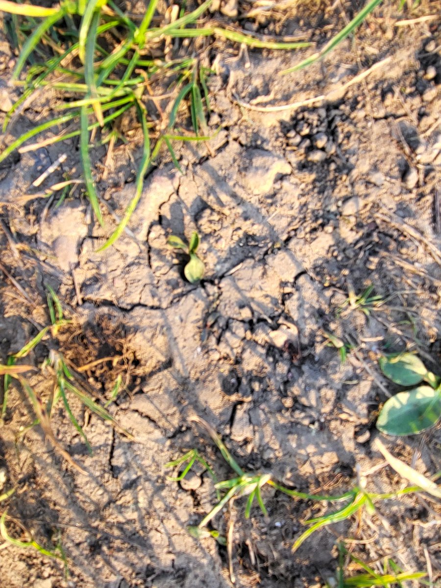 WeatherFrog_'s tweet photo. Deffo didnt rain here #whatrain #loveukweather https://t.co/PQWU0v0mCF