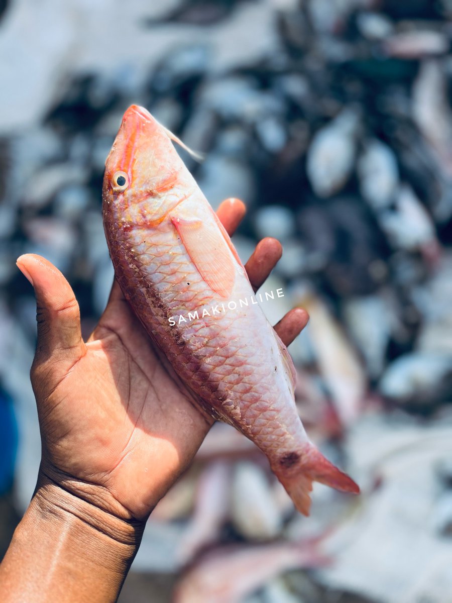 SamakiOnline's tweet photo. Fresh Goat Fish (Mkundaji) available at Tsh 17,000 per kg.
Prepared for freeโ๏ธ
Delivery at low cost โ๏ธ
#seafood #samakionline #goatfish #mkundaji https://t.co/41DcbuGpTG