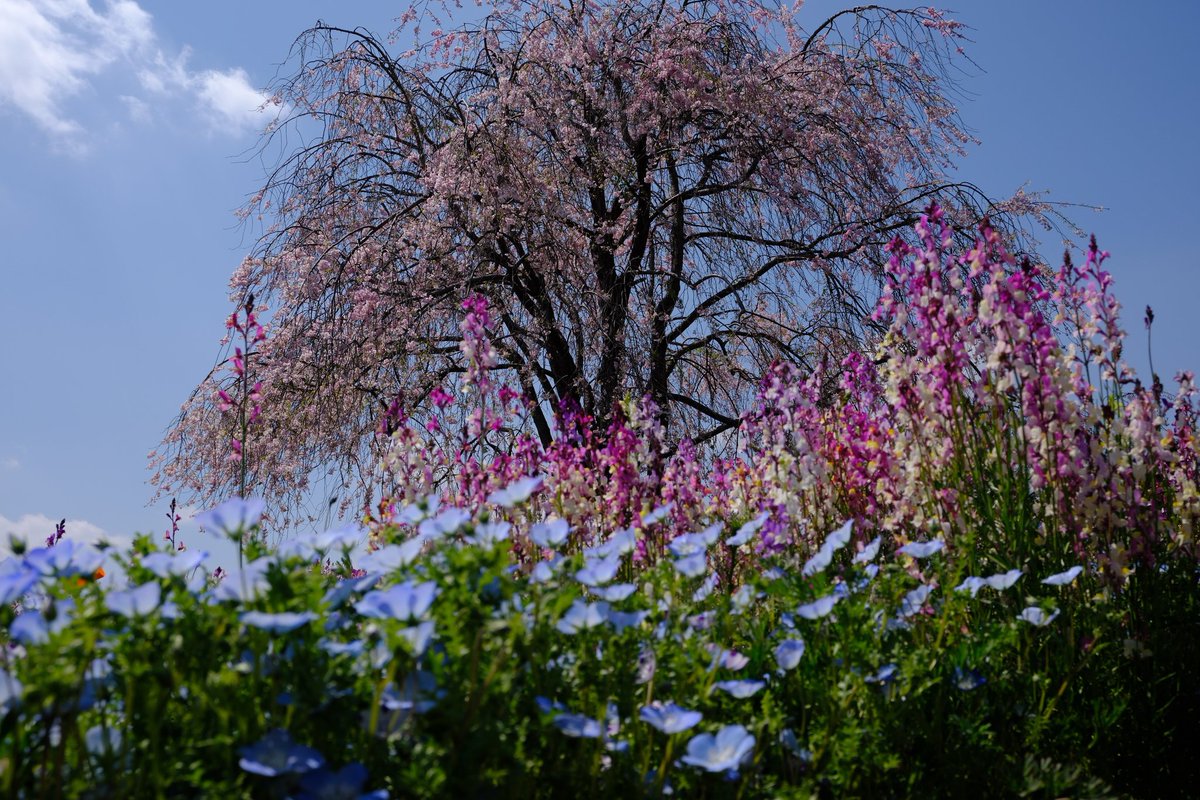 #昭和記念公園
昨日は写真日和でしたねー