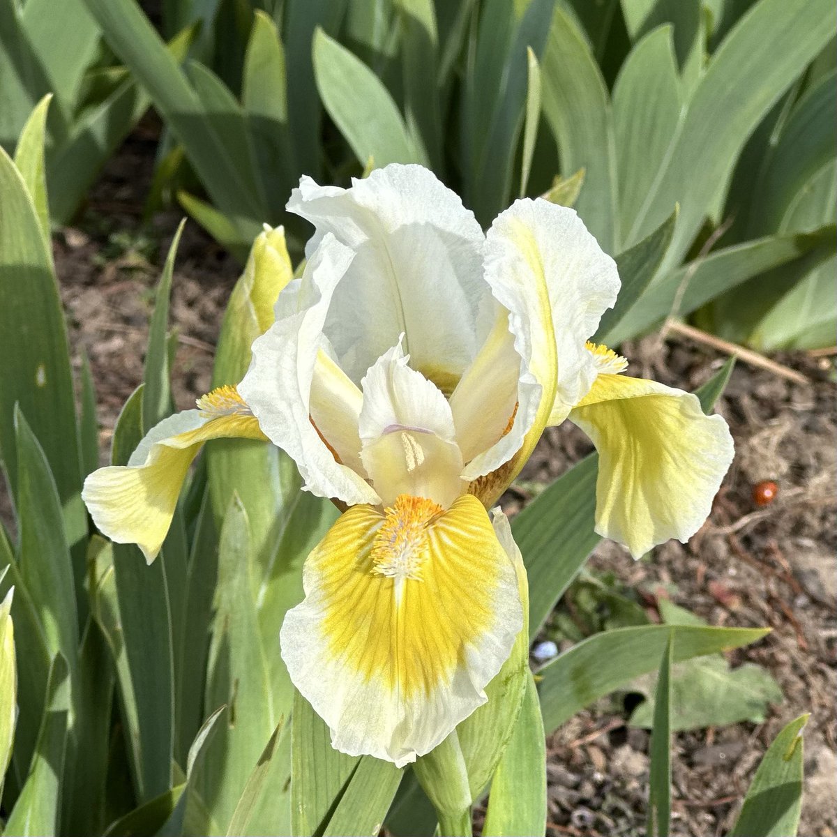 IrisesSeagate's tweet photo. SDB Iris ‘Amorphe’ photobombed by a ladybird! #dwarfiris #amorphe #beardedirises #yellowflowers #whiteflowers #irisflower #irises #hardyplants #iris #aprilflowers #irislove #peatfree #grower https://t.co/wOyJmHRiYb