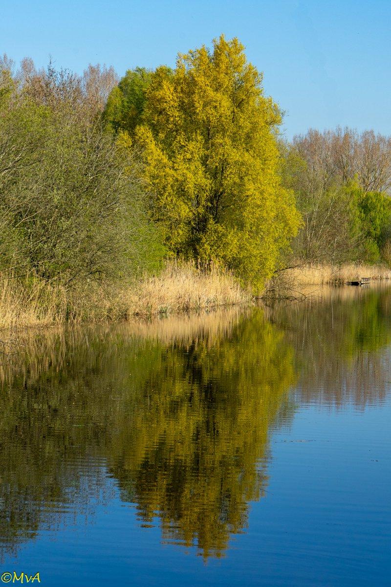 MaartenvanAtten's tweet photo. #Bomen. Nu al herfstkleur? Nee, bloeiende #Salix (Wilg). https://t.co/dntTvaksw3