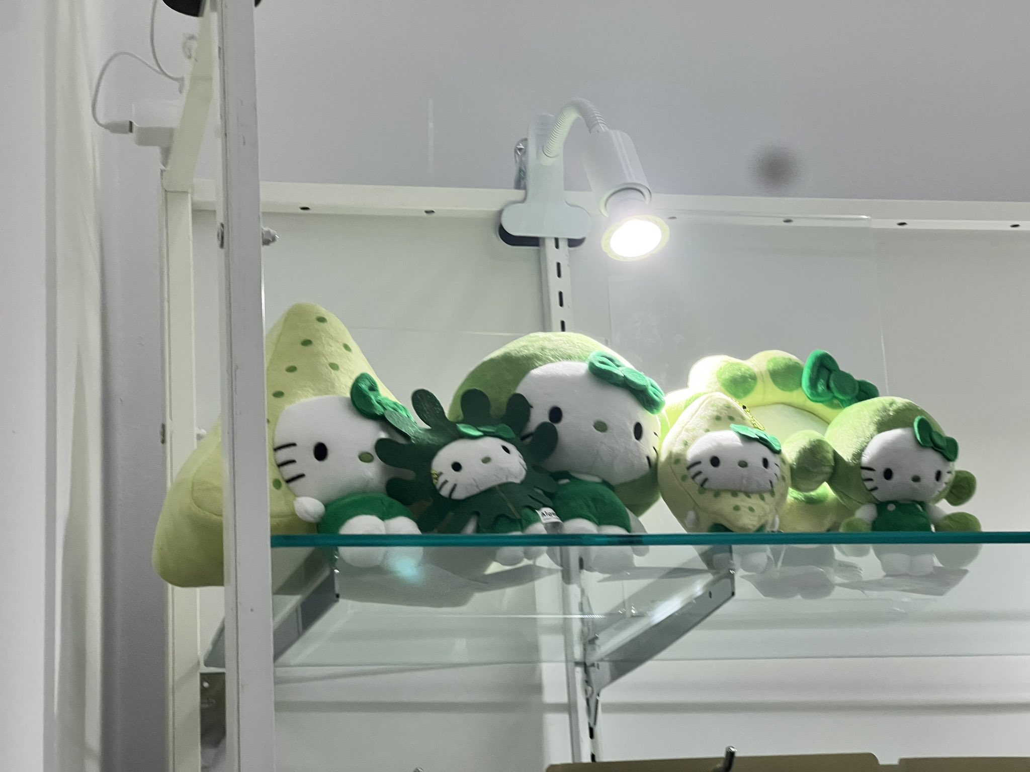 まめちゃん🌱 on X: まめちゃん🌱 on X: