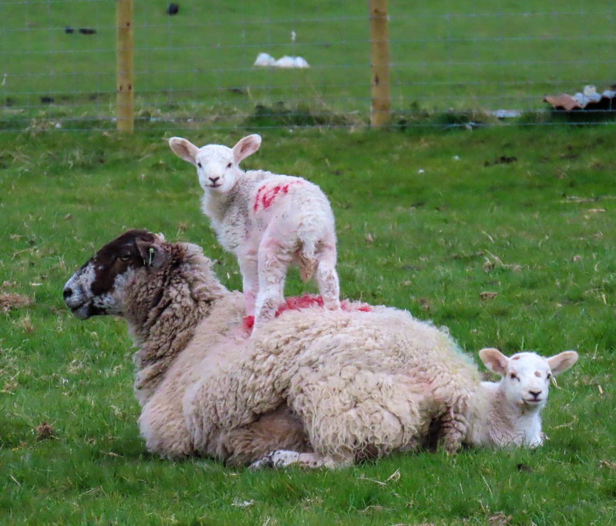 mary_wilko's tweet photo. Life is a matter of balance and it's not something you find, it's something you create.

#sheep #lambing #lambing2025 #farminglife #farmingneverstops #quotes #quotestoliveby #quoteoftheday https://t.co/71GGsgo2a1