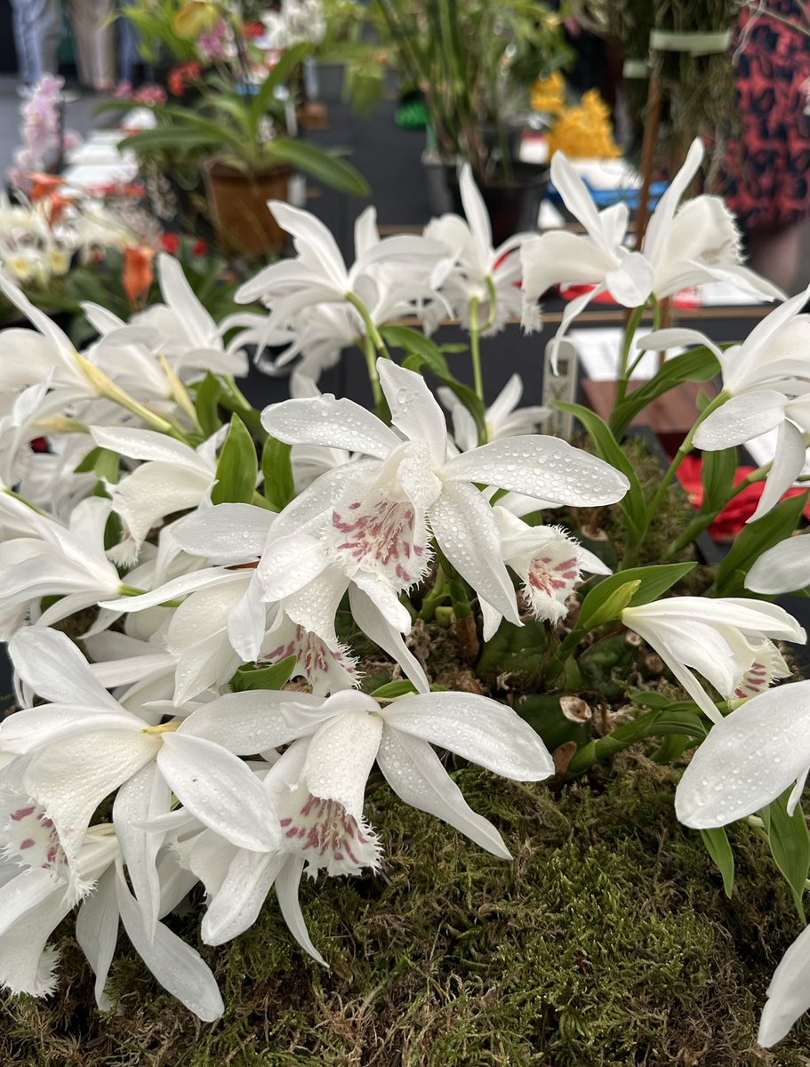 Such a great day at the OSGB Spring Show. Thanks to everyone who came, chatted to us and bought orchids. There were lots of great orchids on show. We were delighted that Pleione Glacier Peak won a special award 🏆🎉! Thank you all 🌿

#orchids #orquídeas #nature #conservation