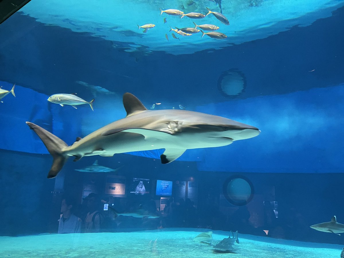 ガブガブ〜🦈