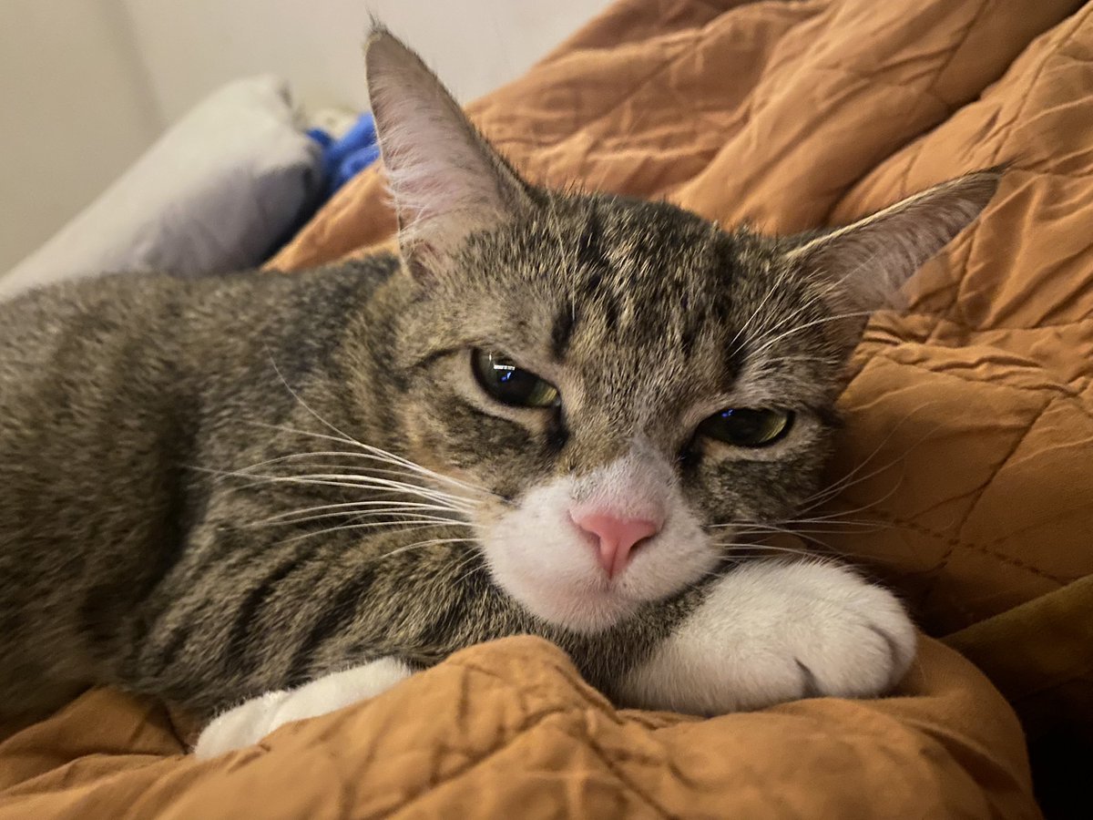 JoshBerryJam's tweet image. Mischievous