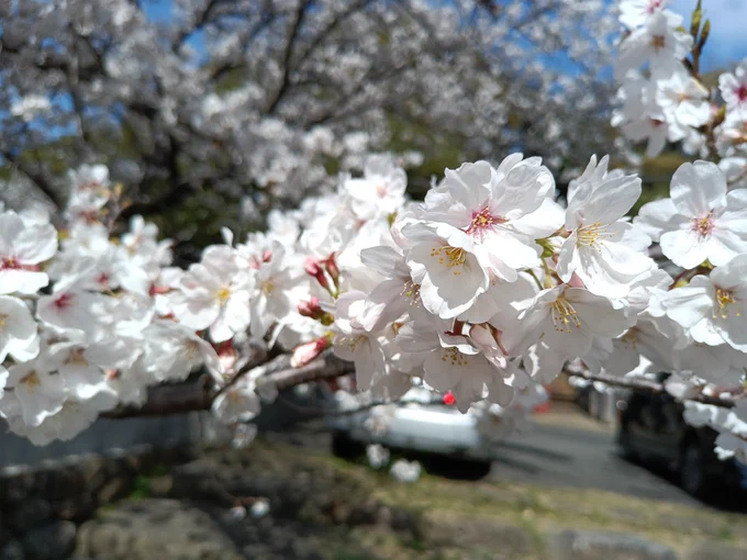 #TLを花でいっぱいにしよう桜 