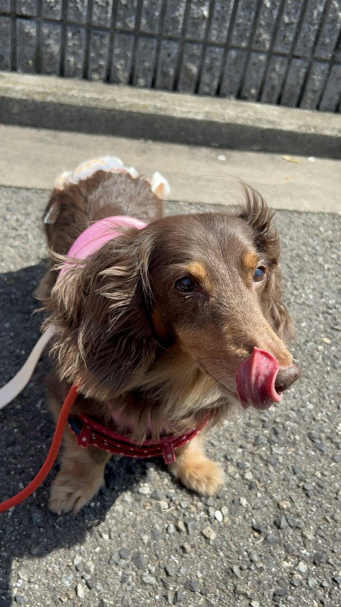hogokensakai's tweet photo. フェンちゃんに
今年の桜を見て欲しくて
お花見がてらお散歩へ🐶🌸

カフェの近くは
満開です😆❣️
昨日の夜の雨にも耐えて
綺麗なままをフェンちゃんに
見ていただきました😉🙌

毎年、見てたのかな🥺🌸

眠くても、ハーネスやリードを見ると
心躍るフェンちゃんが
愛おしすぎます☺️ https://t.co/tbCdLDxmmb
