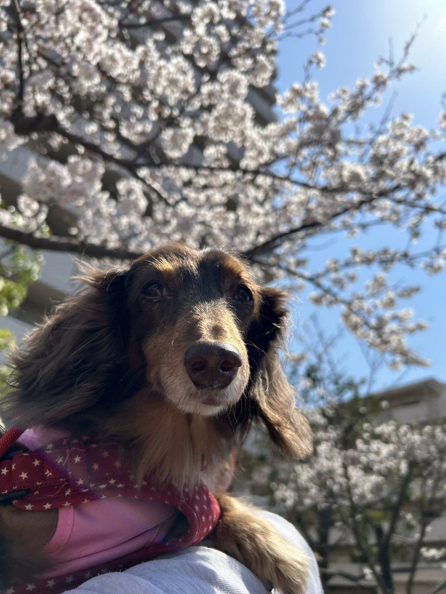 hogokensakai's tweet photo. フェンちゃんに
今年の桜を見て欲しくて
お花見がてらお散歩へ🐶🌸

カフェの近くは
満開です😆❣️
昨日の夜の雨にも耐えて
綺麗なままをフェンちゃんに
見ていただきました😉🙌

毎年、見てたのかな🥺🌸

眠くても、ハーネスやリードを見ると
心躍るフェンちゃんが
愛おしすぎます☺️ https://t.co/tbCdLDxmmb