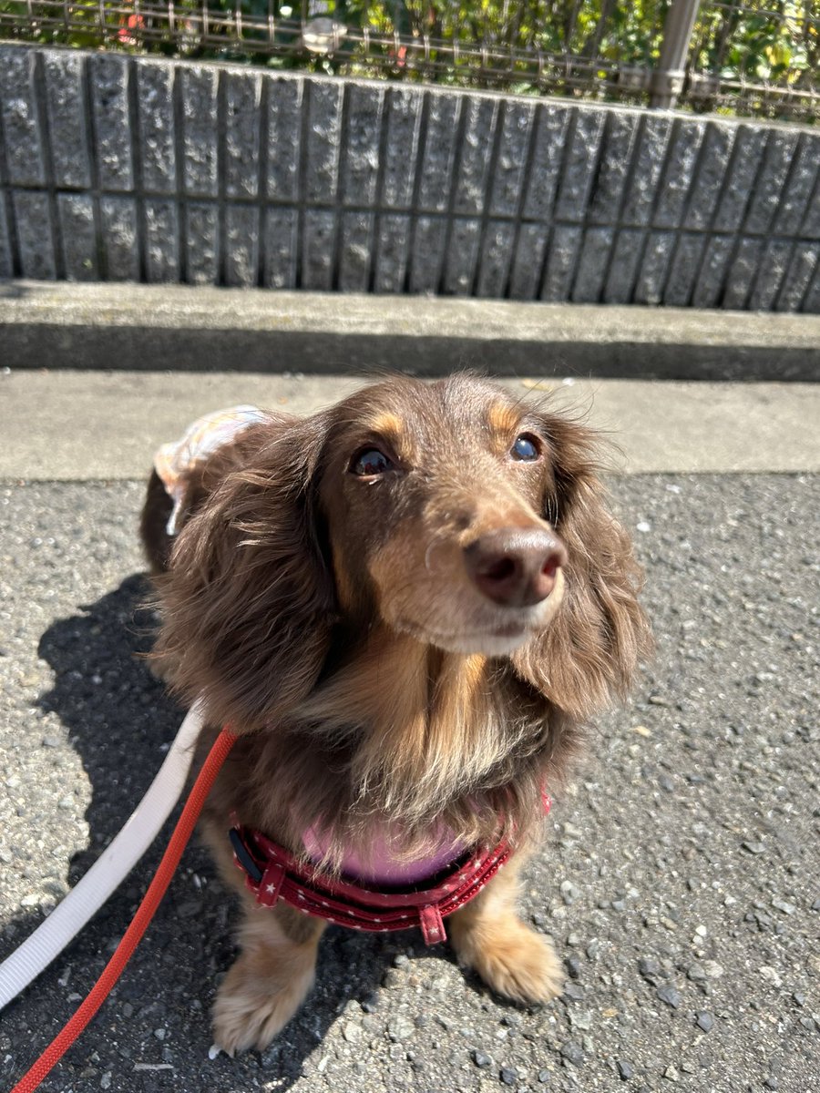hogokensakai's tweet photo. フェンちゃんに
今年の桜を見て欲しくて
お花見がてらお散歩へ🐶🌸

カフェの近くは
満開です😆❣️
昨日の夜の雨にも耐えて
綺麗なままをフェンちゃんに
見ていただきました😉🙌

毎年、見てたのかな🥺🌸

眠くても、ハーネスやリードを見ると
心躍るフェンちゃんが
愛おしすぎます☺️ https://t.co/tbCdLDxmmb