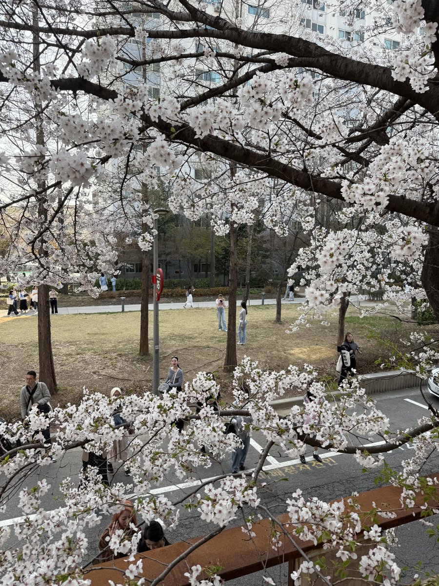 friendalee93's tweet photo. 📌🤍Yeonnam-dong Cherry Blossom House (연남동벚꽃집) 
📍พิกัด 서울 마포구 동교로29길 50 (50 Donggyo-ro 29-gil, Mapo-gu, Seoul) เวลาเปิด-ปิด: 11:00 - 23:00 น.
#Yeonnamdong #คาเฟ่ซากุระ #คาเฟ่โซล #ซากุระเกาหลี #CherryBlossomCafe #เที่ยวโซล #คาเฟ่เกาหลี #รีวิวเกาหลี https://t.co/JiD2RhEkKq