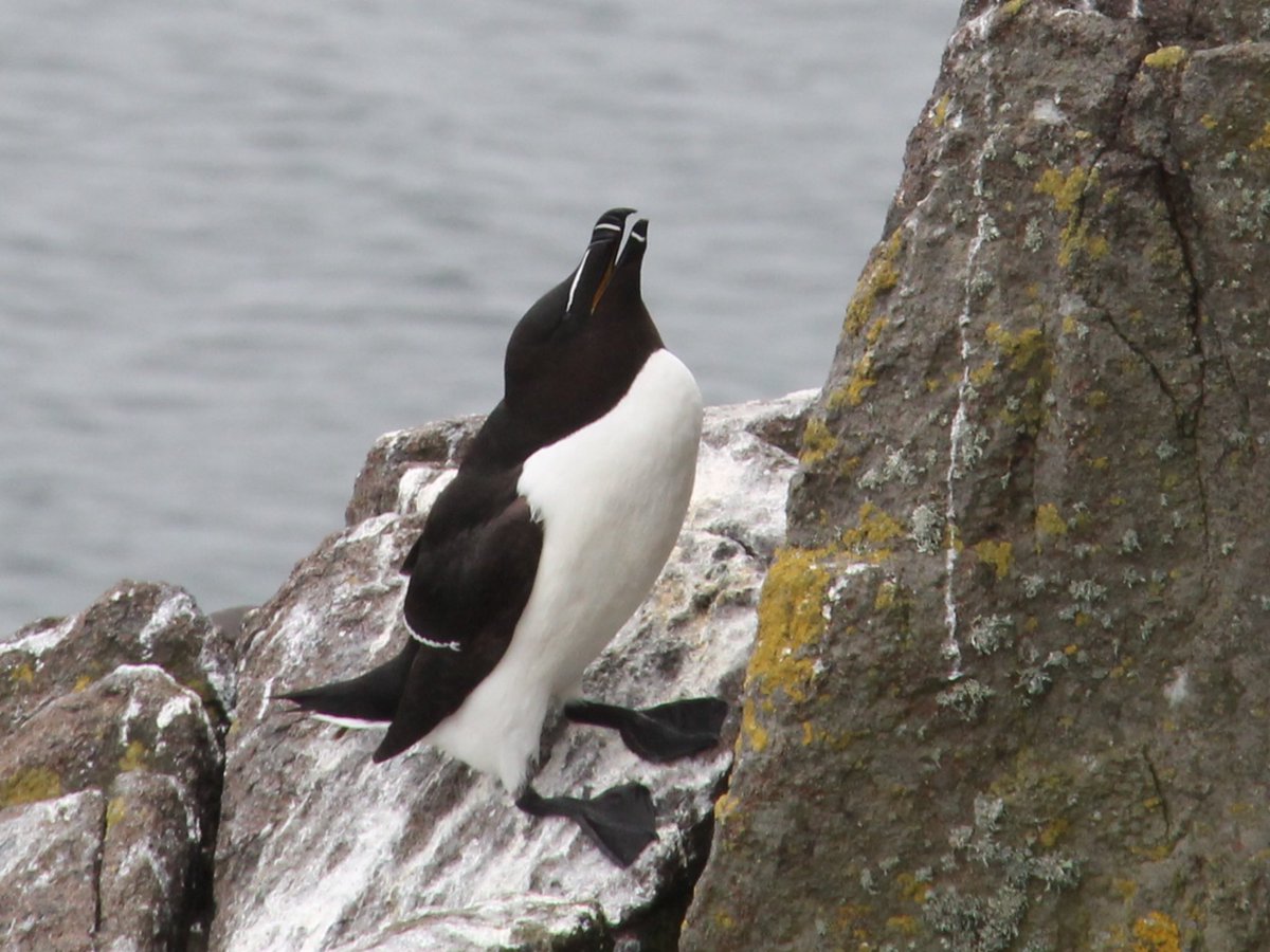 <a href="/SteelySeabirder/">David Steel</a> Love the seabirds. Razorbill on Isle of May 🏴󠁧󠁢󠁳󠁣󠁴󠁿