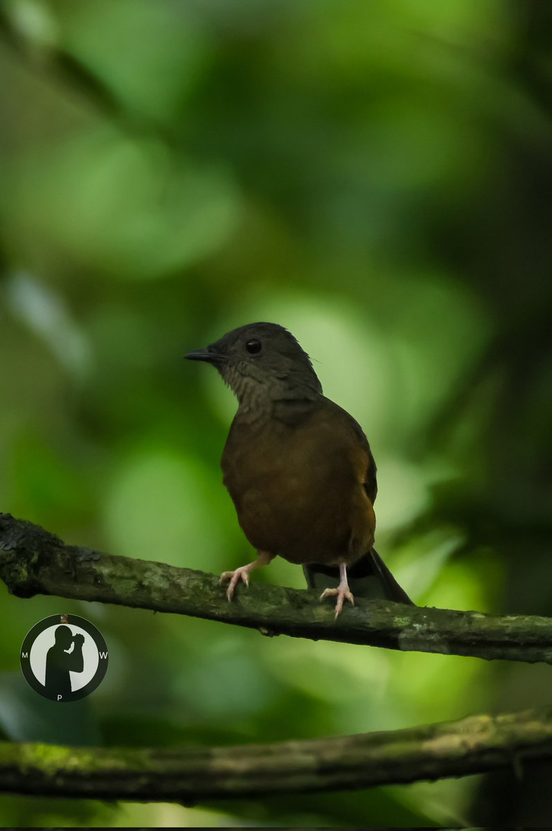 MartoWanjohi2's tweet photo. White-tailed Ant Thrush - Neocossyphus poensis
Kakamega Forest,Western Kenya.
#martowanjohiphotography
#birdwatchingwithmartowanjohi
#birdwatching254
#BirdsSeenIn2025
#birdscult
#Birds
#TwitterNatureCommunity
#canonr5
#canonphotography
#birdbuddy
#ebirding
#bdasafaris https://t.co/EvEKisxxyi