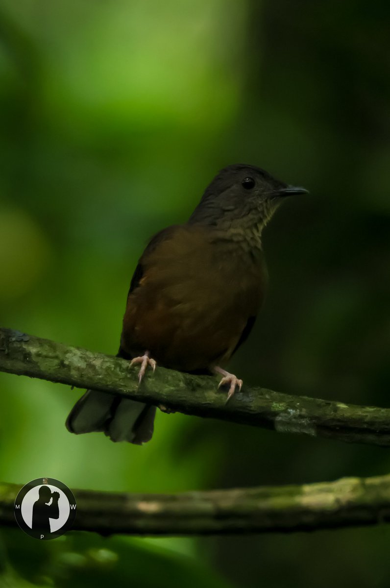 MartoWanjohi2's tweet photo. White-tailed Ant Thrush - Neocossyphus poensis
Kakamega Forest,Western Kenya.
#martowanjohiphotography
#birdwatchingwithmartowanjohi
#birdwatching254
#BirdsSeenIn2025
#birdscult
#Birds
#TwitterNatureCommunity
#canonr5
#canonphotography
#birdbuddy
#ebirding
#bdasafaris https://t.co/EvEKisxxyi