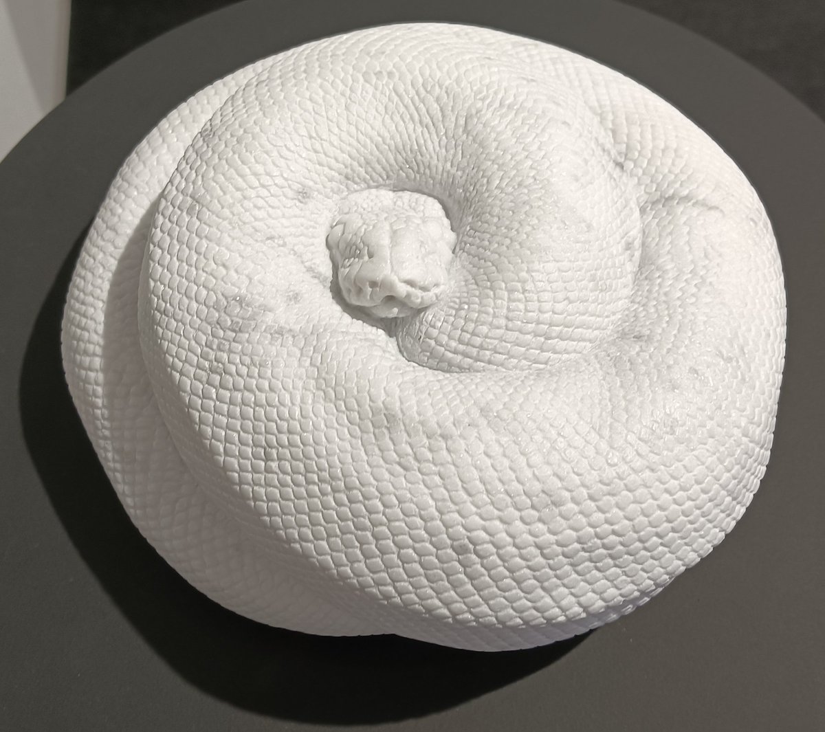 AQUA_SiON's tweet image. ボール🐍飼ってる人はよく見る光景の“まーる”パイソンですね〜🐍✨
むっちり感もそっくりです！🤣

#佐野藍
#PythonSeries