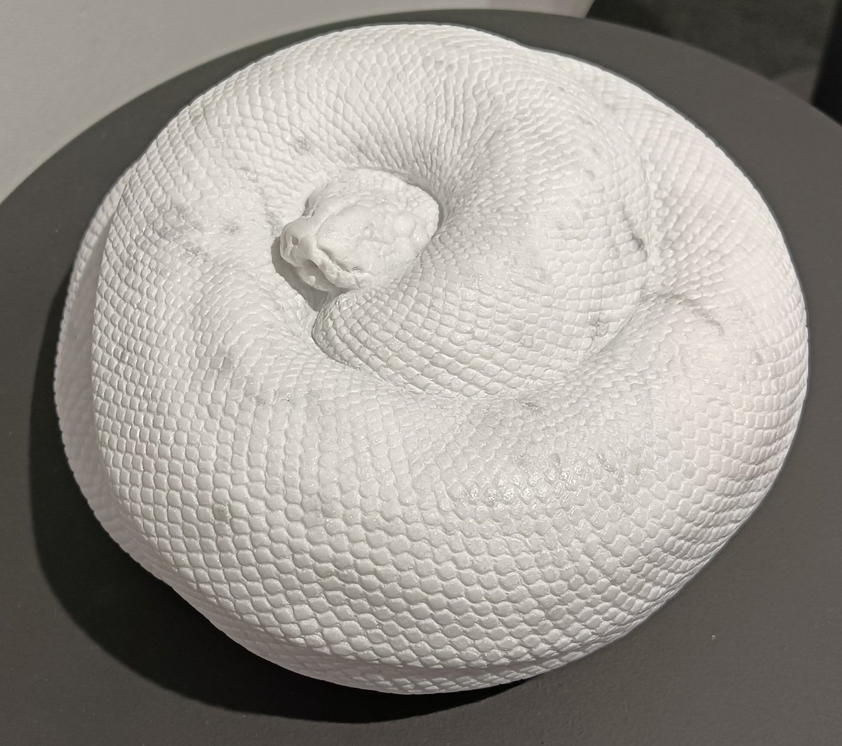 AQUA_SiON's tweet image. ボール🐍飼ってる人はよく見る光景の“まーる”パイソンですね〜🐍✨
むっちり感もそっくりです！🤣

#佐野藍
#PythonSeries