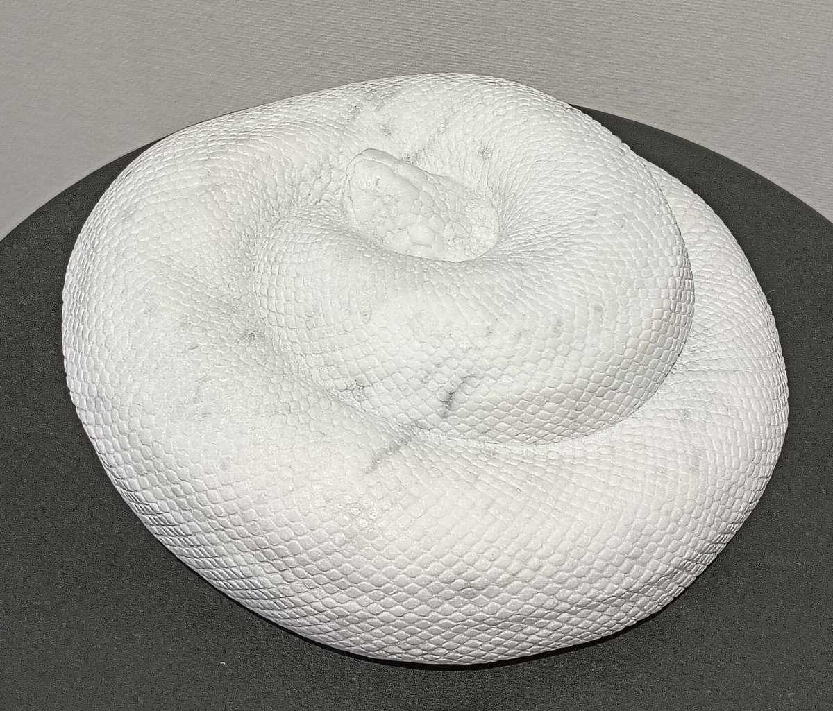 AQUA_SiON's tweet image. ボール🐍飼ってる人はよく見る光景の“まーる”パイソンですね〜🐍✨
むっちり感もそっくりです！🤣

#佐野藍
#PythonSeries