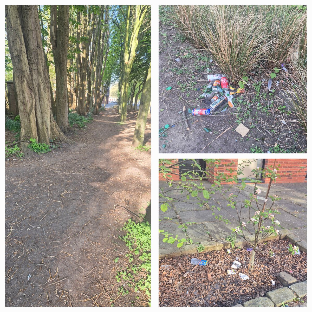 Litter Clear-Volunteer tweet media