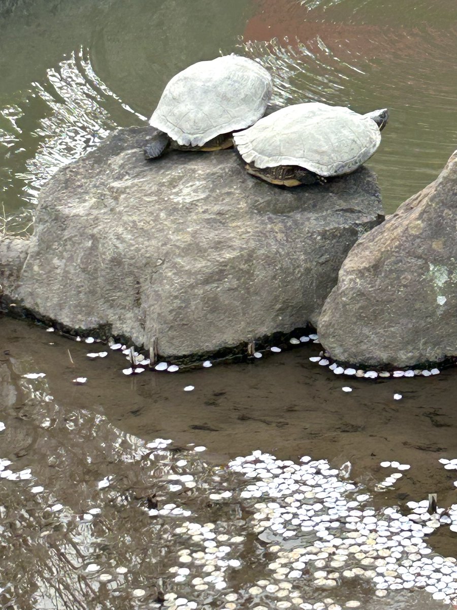 旦那さんの坐骨神経痛😢先日紹介状を頂いて大きな病院へ🏥筋電図検査を受けることに🔍ただその検査はゴールデンウィーク明けまで予約がいっぱい😅少しでも良くなるようにお寺にお参りに行った時🙏🏻お寺の池に亀を見つけてほっこり✨旦那さんもいつか良くなると諦めていないみたい🥰応援するよぉ‼︎🙌✨