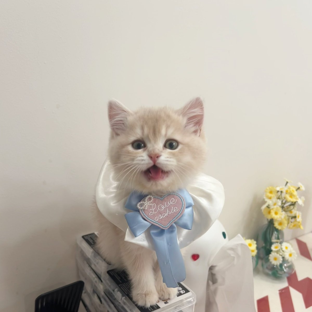 福利姬养猫的鱼分享的黄推图片3 - 网红私拍内容