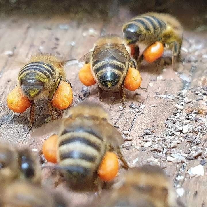 'Shopping at the same shop!' Een van mijn mooiste foto's, gemaakt in Heemstede en een vette hit op de socials #honeybees #honingbijen #pollinators #bees