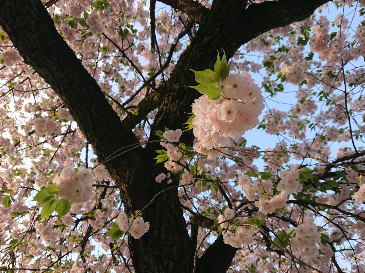 mysterysnack1's tweet photo. 2nd week of April #HamarikyuGarden
一葉 "Cerasus serrulata 'Hisakura'" #DoubleFlowered
Satozakura group (mainly cultivars based on Oshimazakura) spread mainly in Kanto RG from the end of Edo period.
#beautifulplantsinTokyo #SpecialScenicSpot #SpecialHistoricSite #spring https://t.co/RTvKjPfsbB