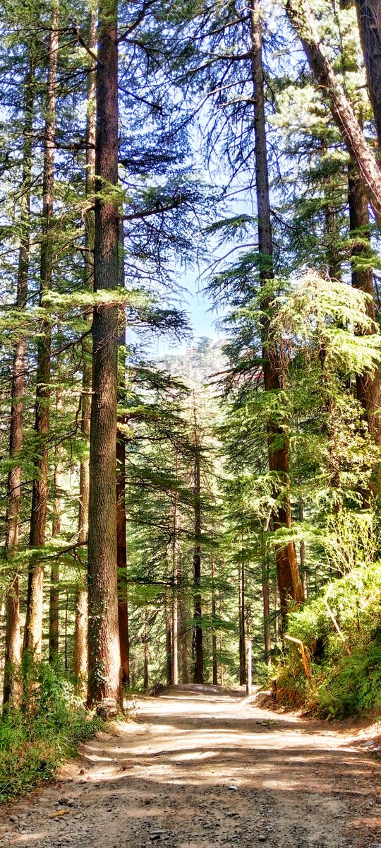 PankajRaina2020's tweet photo. Nature at it's best ❤️🙏🏼
Clicked in morning 
#shimla #himachal #HimachalPradesh #Travel #travelhappy #ExploreTheWorld #explore #photooftheday #photograghy #photo #himalayas #himalayapics #nature #NaturePhotography https://t.co/FLaPWisfkH