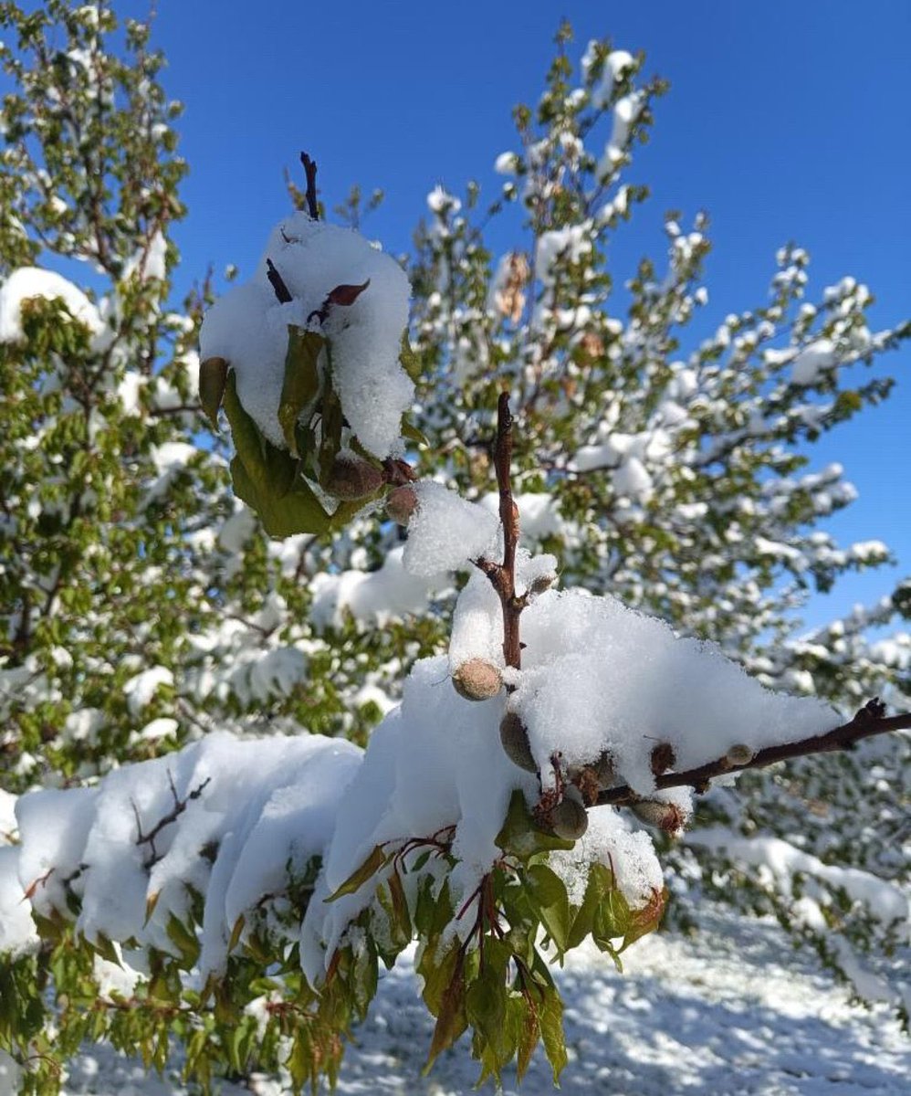 ozrisvandernegi's tweet photo. GEÇMİŞ OLSUN MALATYA
#Malatya afet bölgesi ilan edilmelidir!

Kayısı başta olmak üzere tarım alanlarımız ağır zarar gördü.
Ağaçlarımız dondu, ürünlerimiz yandı, üreticimiz çaresiz kaldı. https://t.co/MKb3PMrtAs